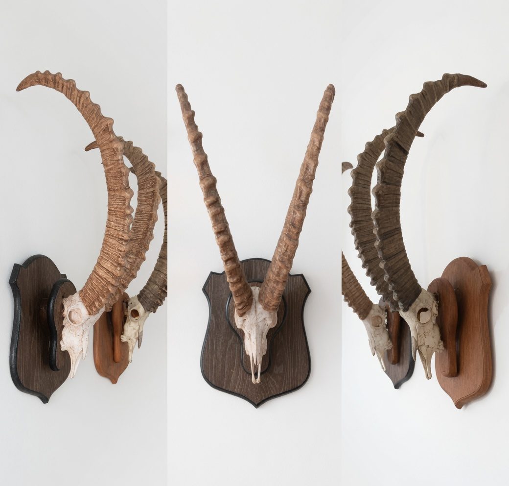 Asiatic Ibex fiberglass mount